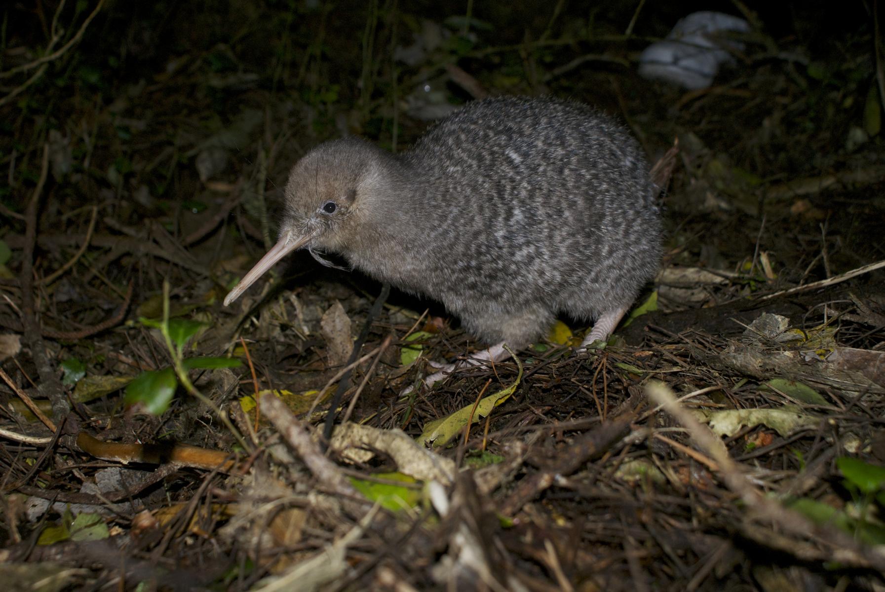 Little Spotted Kiwi at night, Zealandia, Wellington, New Zealand - Night Tour Through Zealandia