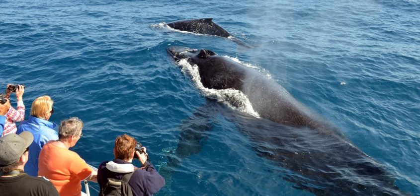 Whale Watch Hervey Bay review
