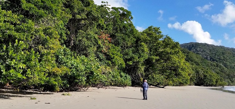 Cairns city escape to Cape Tribulation and Daintree Rainforest